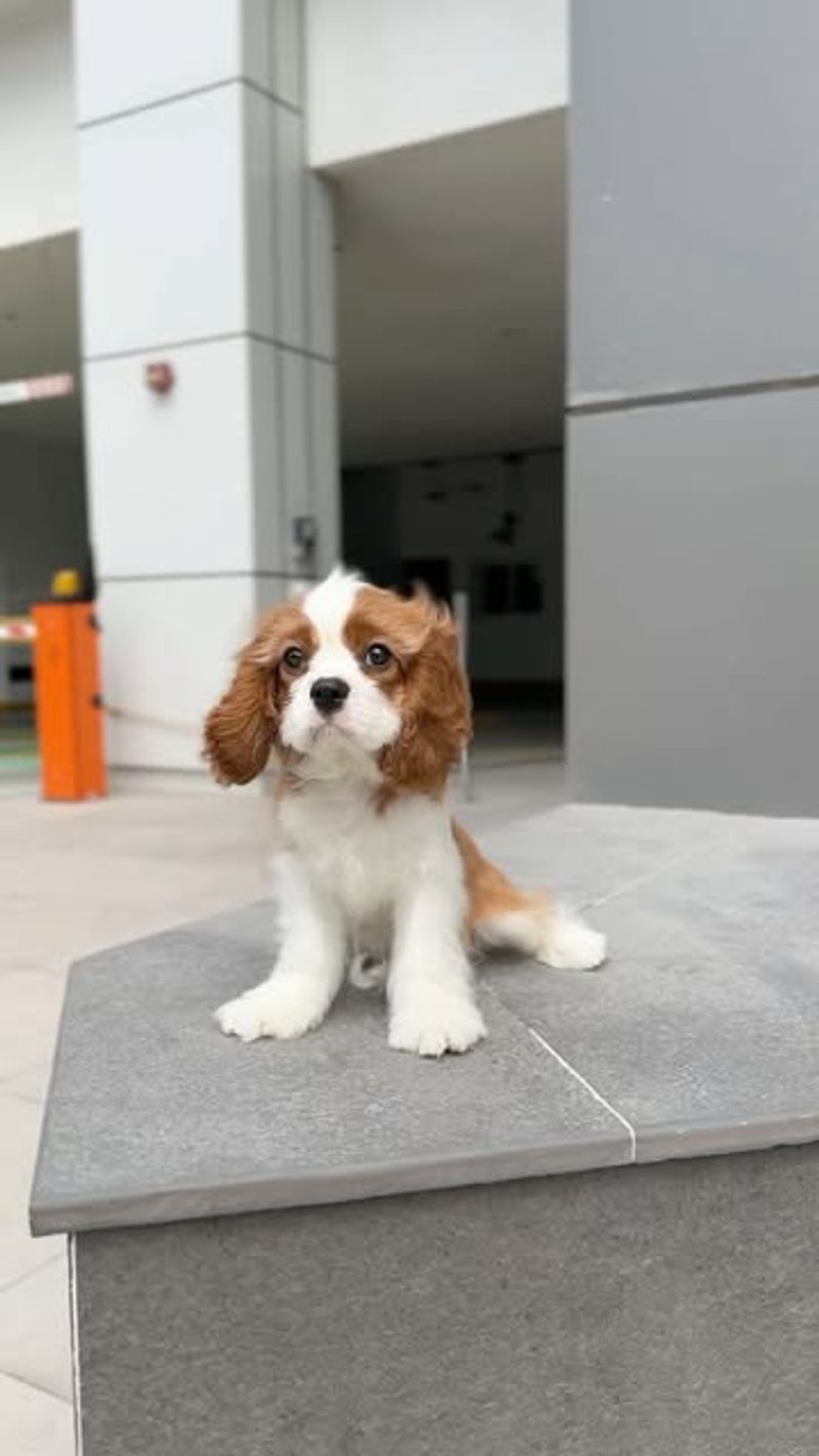 Cavalier King Charles Spaniel