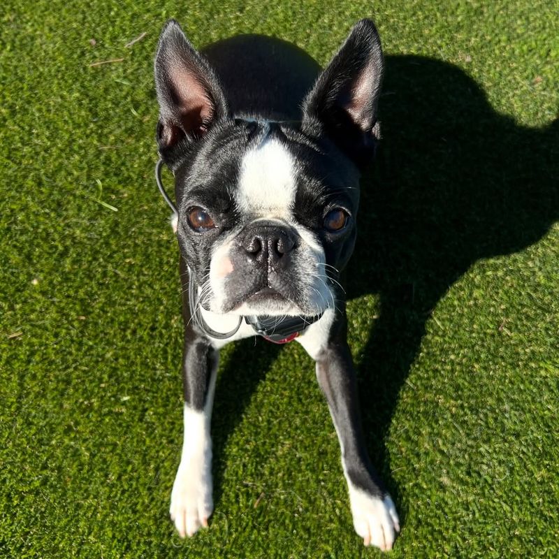 Boston Terrier