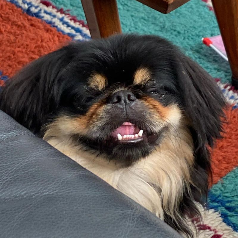 Pekingese