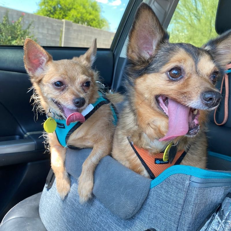 Chihuahua