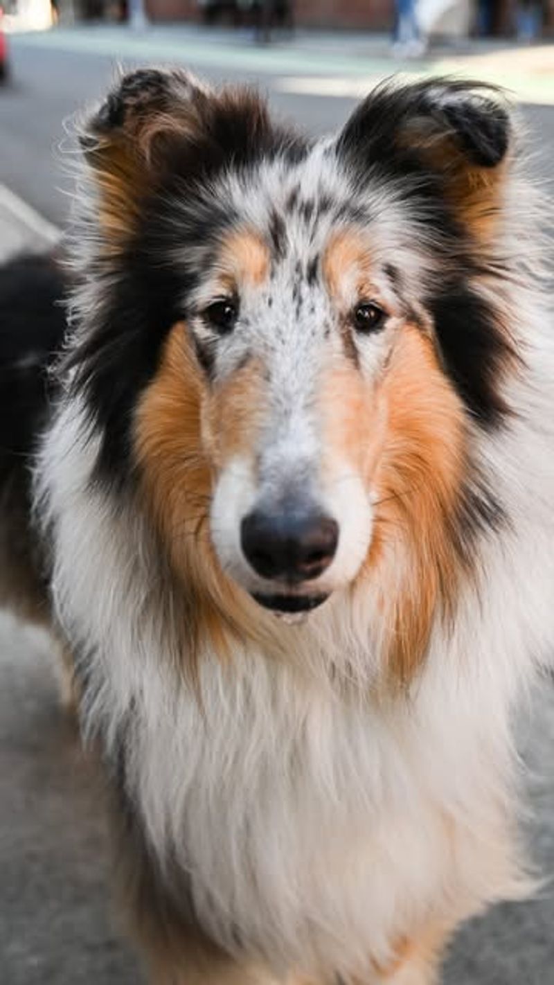 Collie