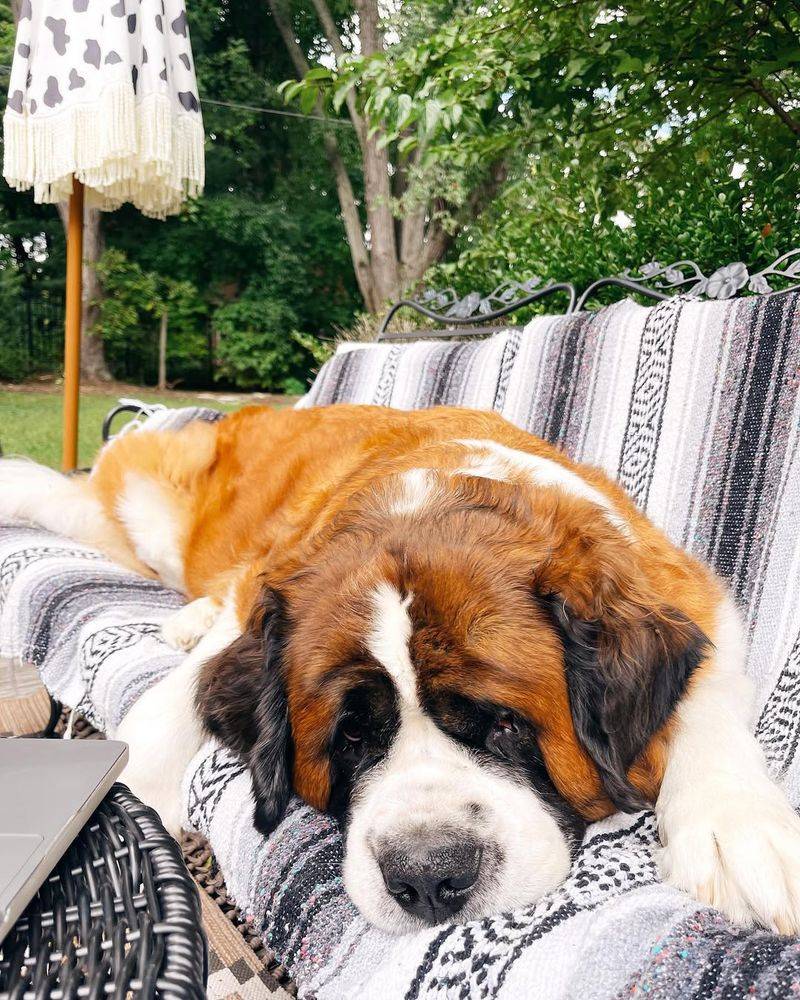 Saint Bernard