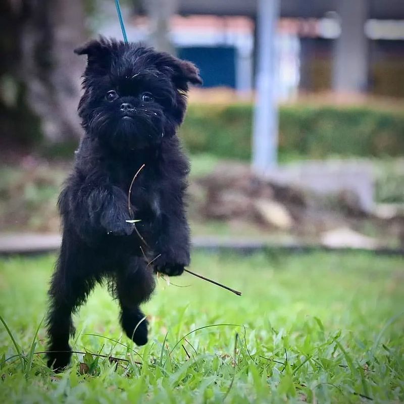 Affenpinscher