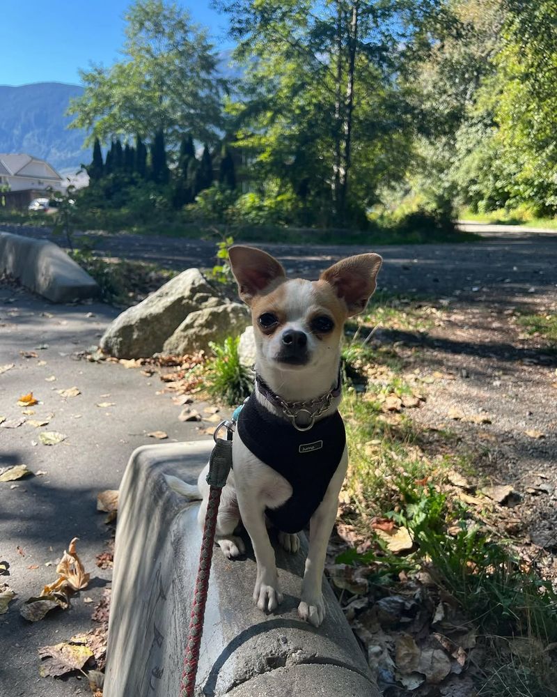 Chihuahua