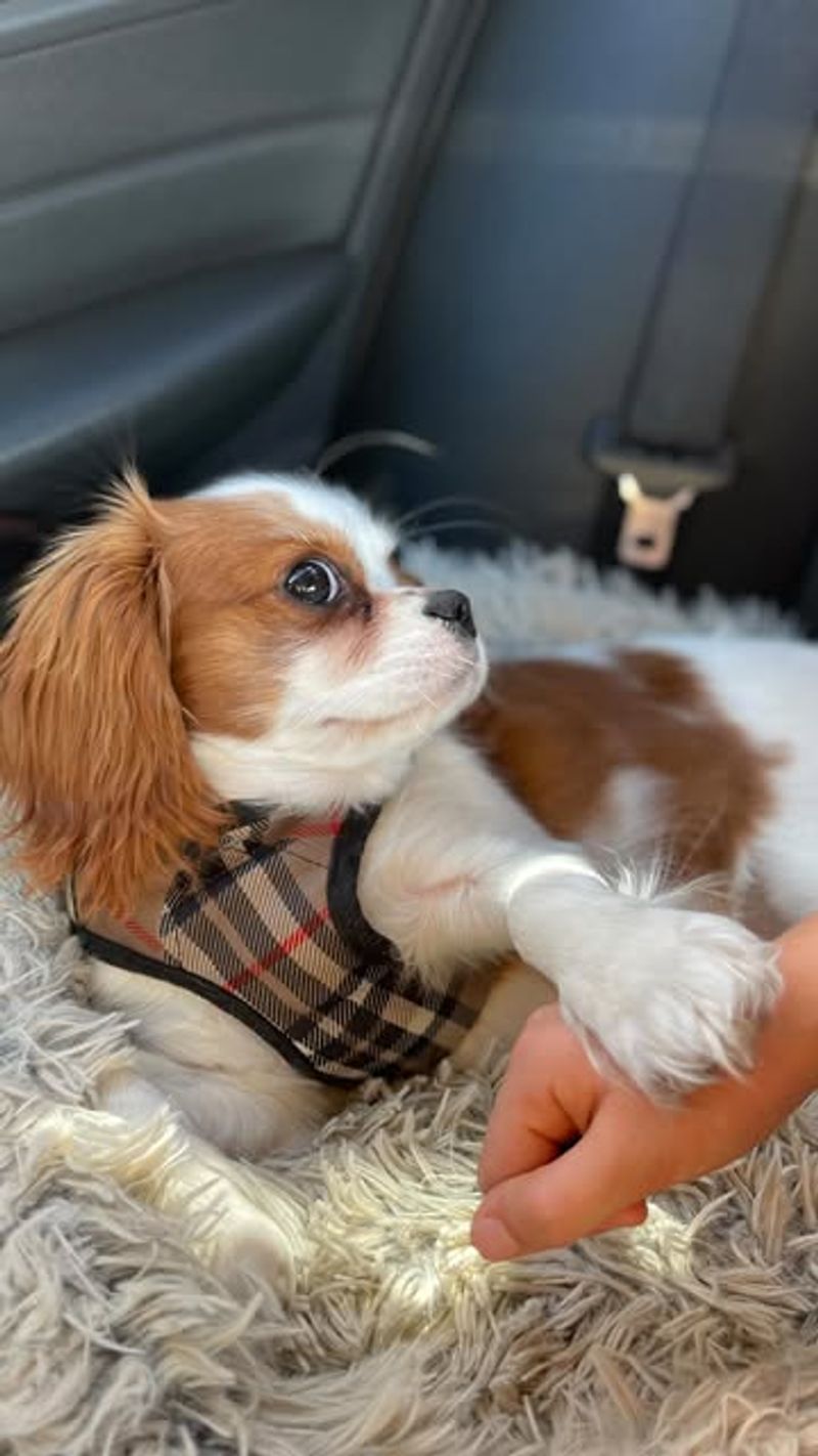 Cavalier King Charles Spaniel