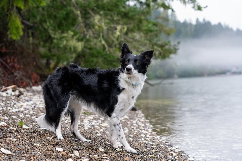 Border Collie