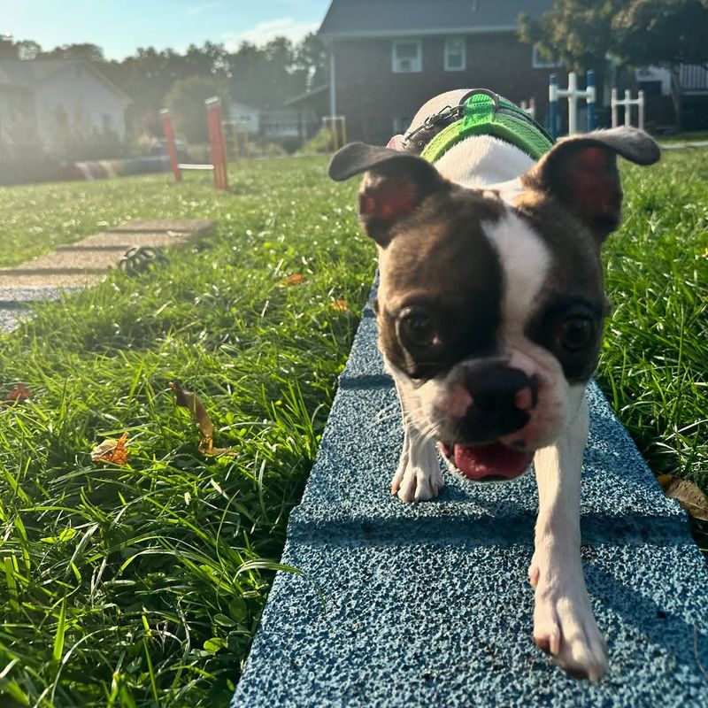 Boston Terrier