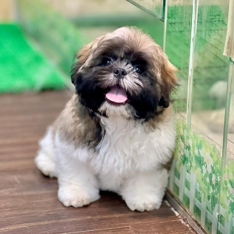 Shih Tzu