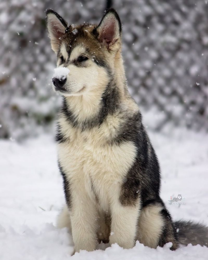 Alaskan Malamute