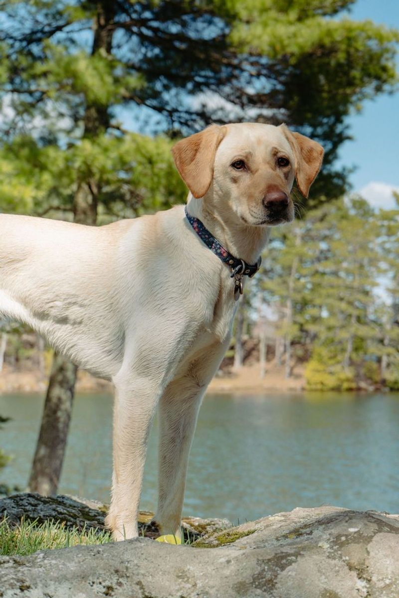 Labrador Retriever