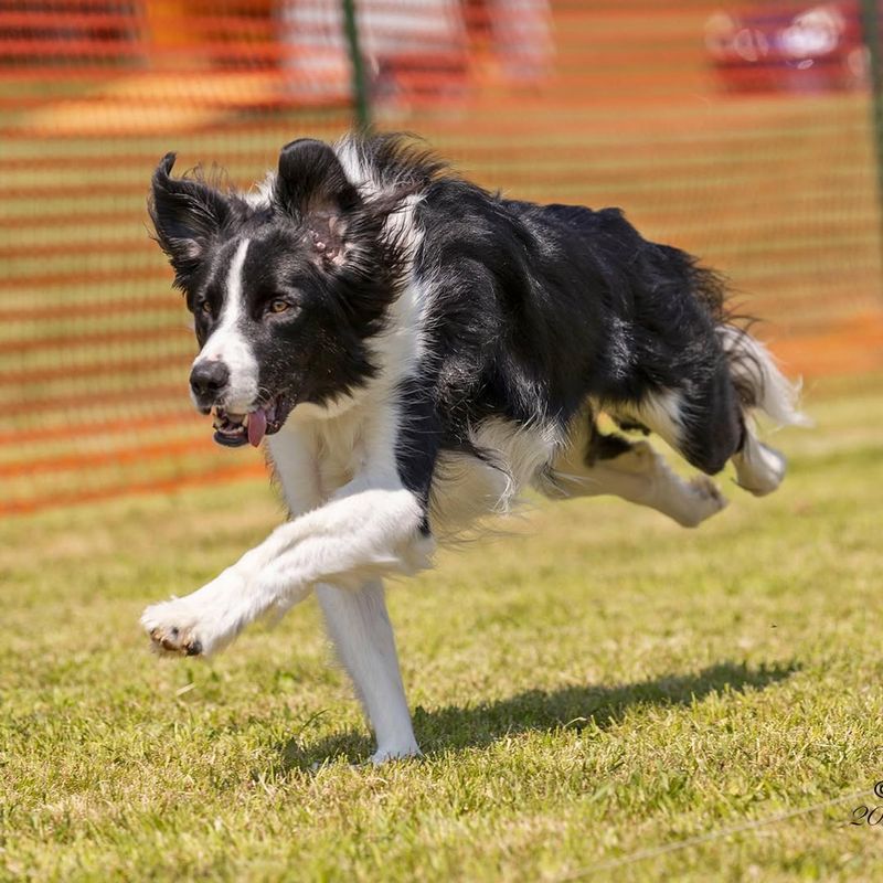 Border Collie