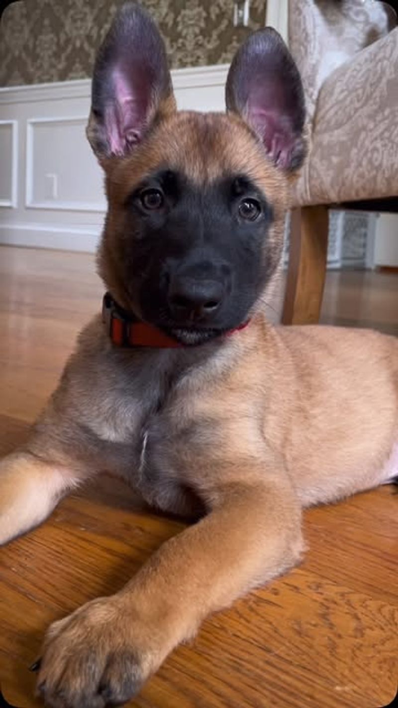 Belgian Malinois