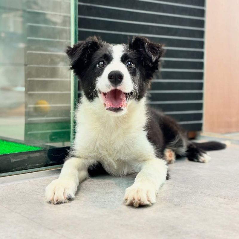 Border Collie