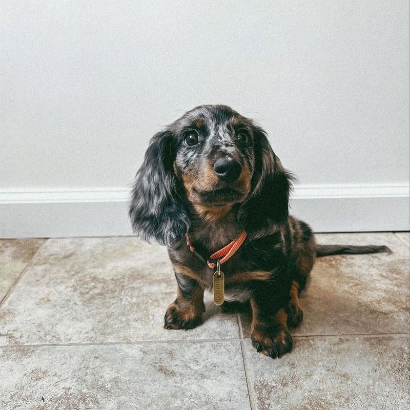 Dachshund