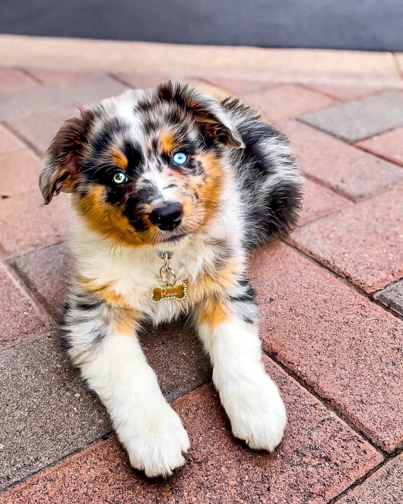 Australian Shepherd