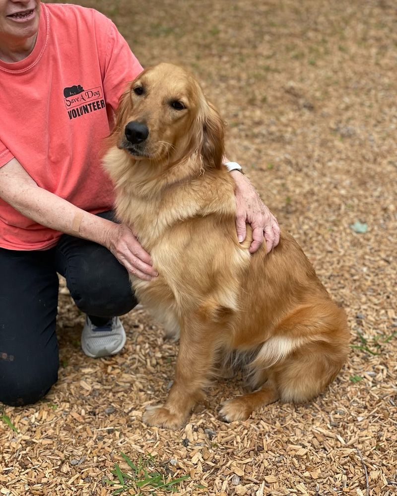 Golden Retriever