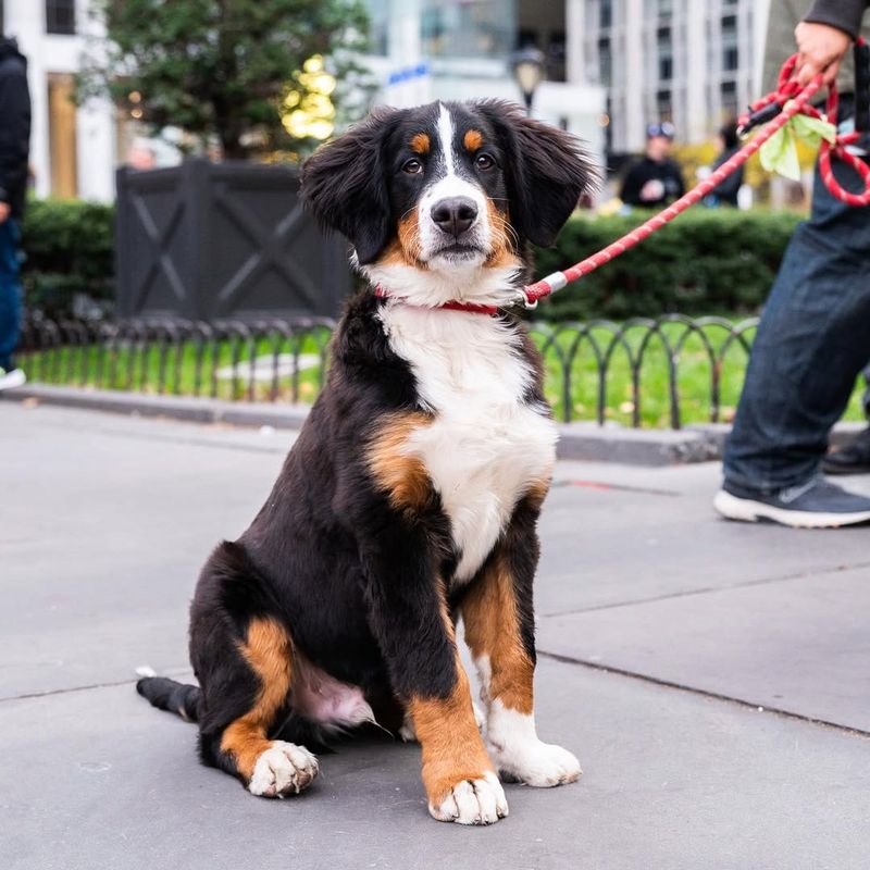 Bernese Mountain Dog