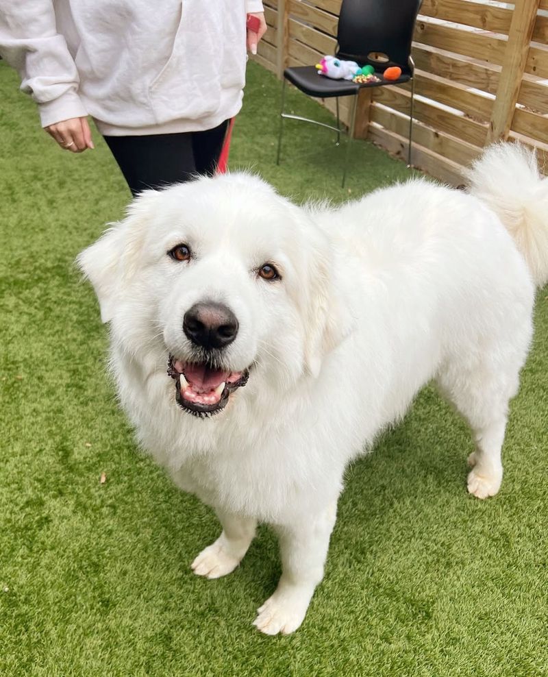 Great Pyrenees