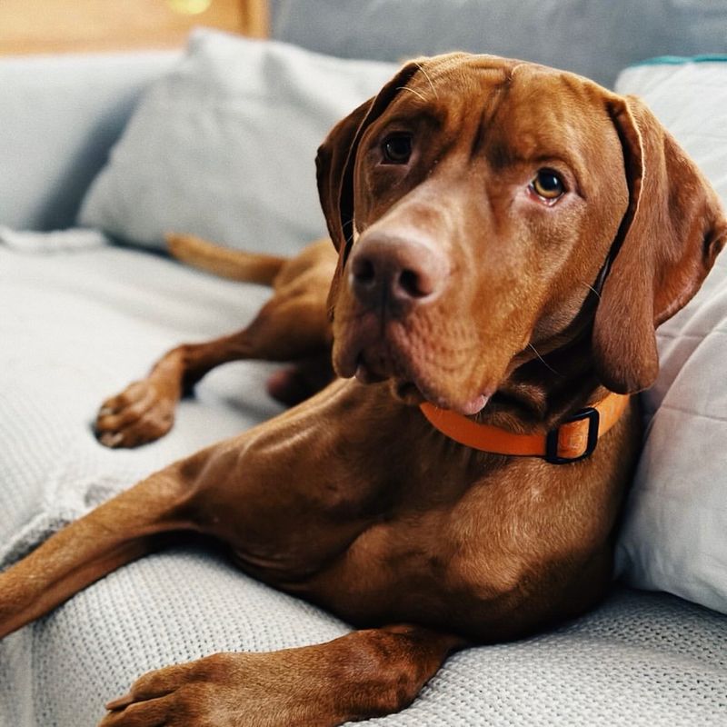 Vizsla