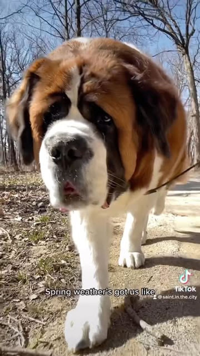 Saint Bernard