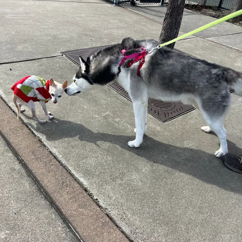 Siberian Husky