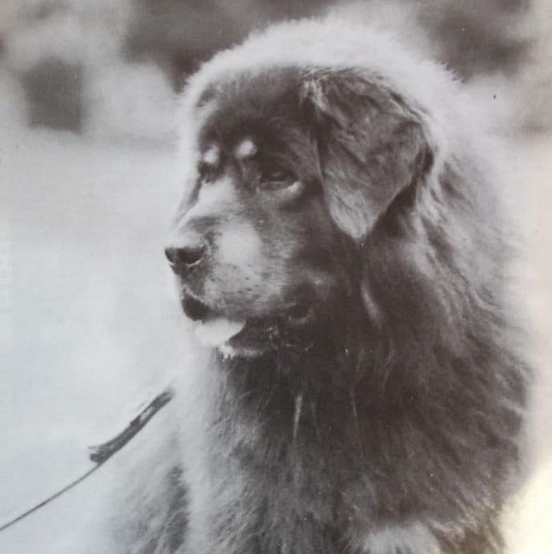 Tibetan Mastiff