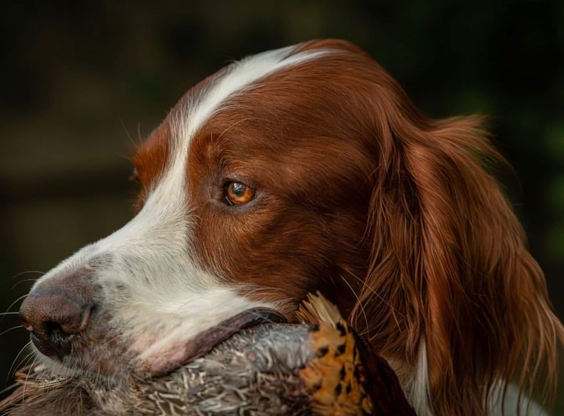 Irish Red and White Setter