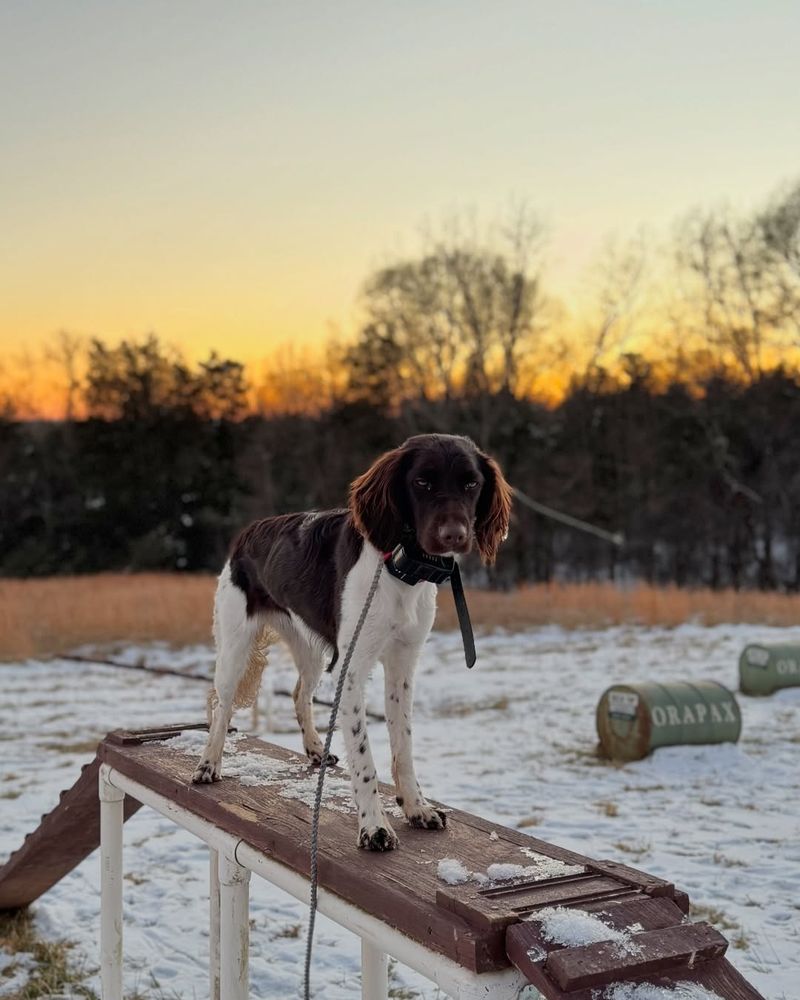 Exercise Companions