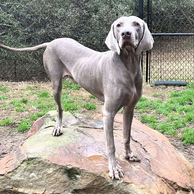 Weimaraner