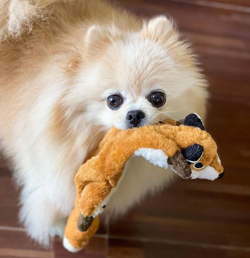 Squirrel