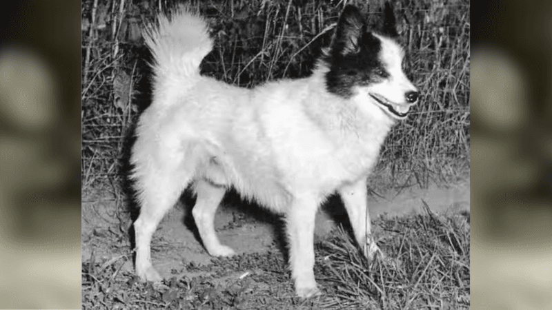 Tahltan Bear Dog