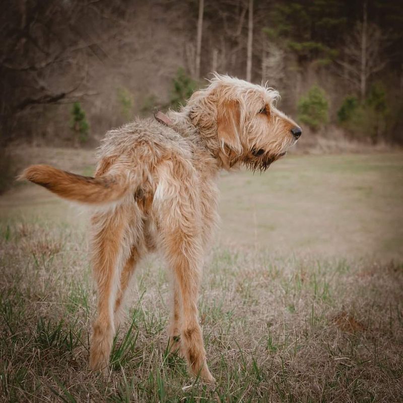Otterhound