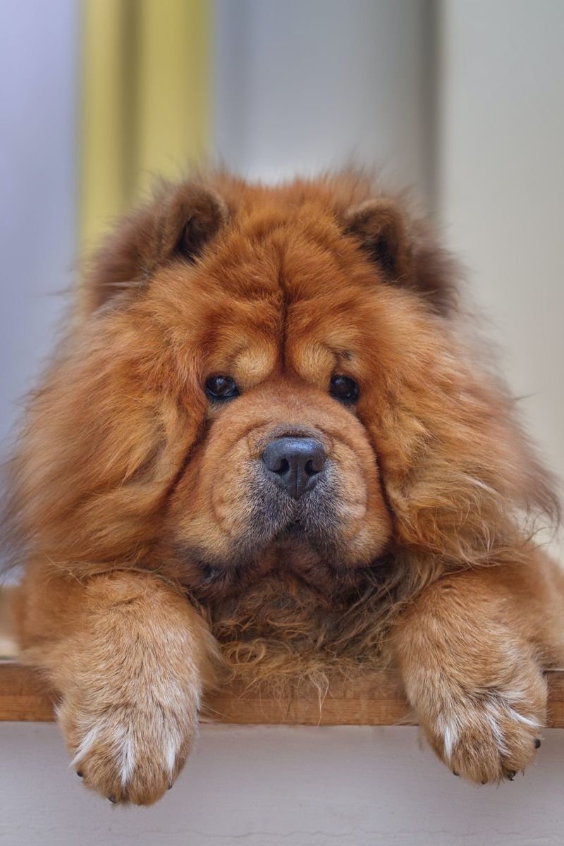 Chow Chow