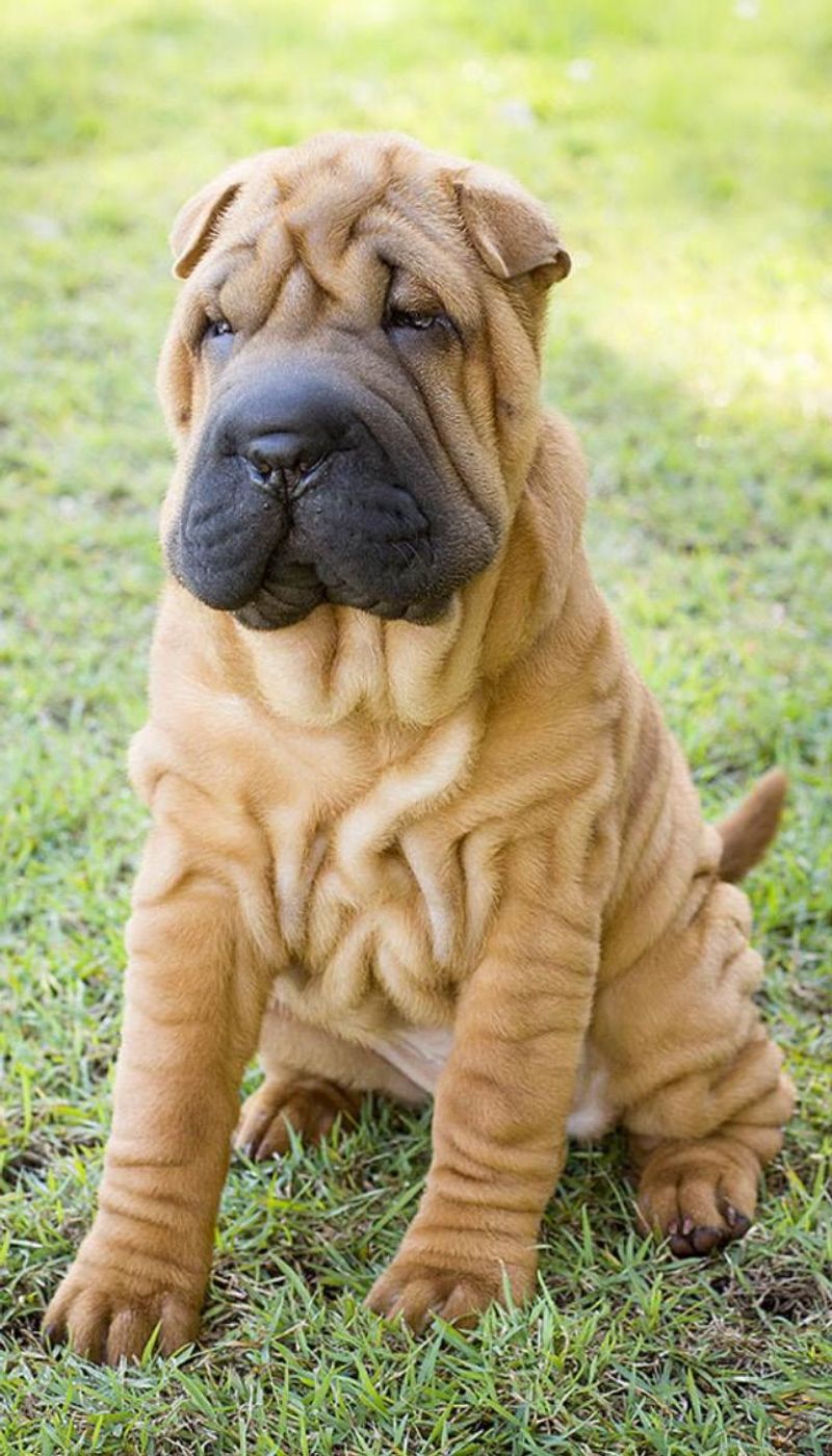 Shar Pei