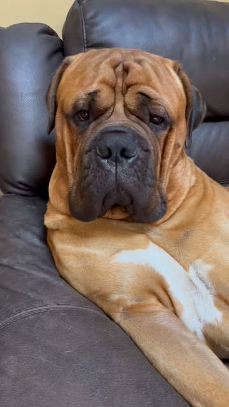 Bullmastiff