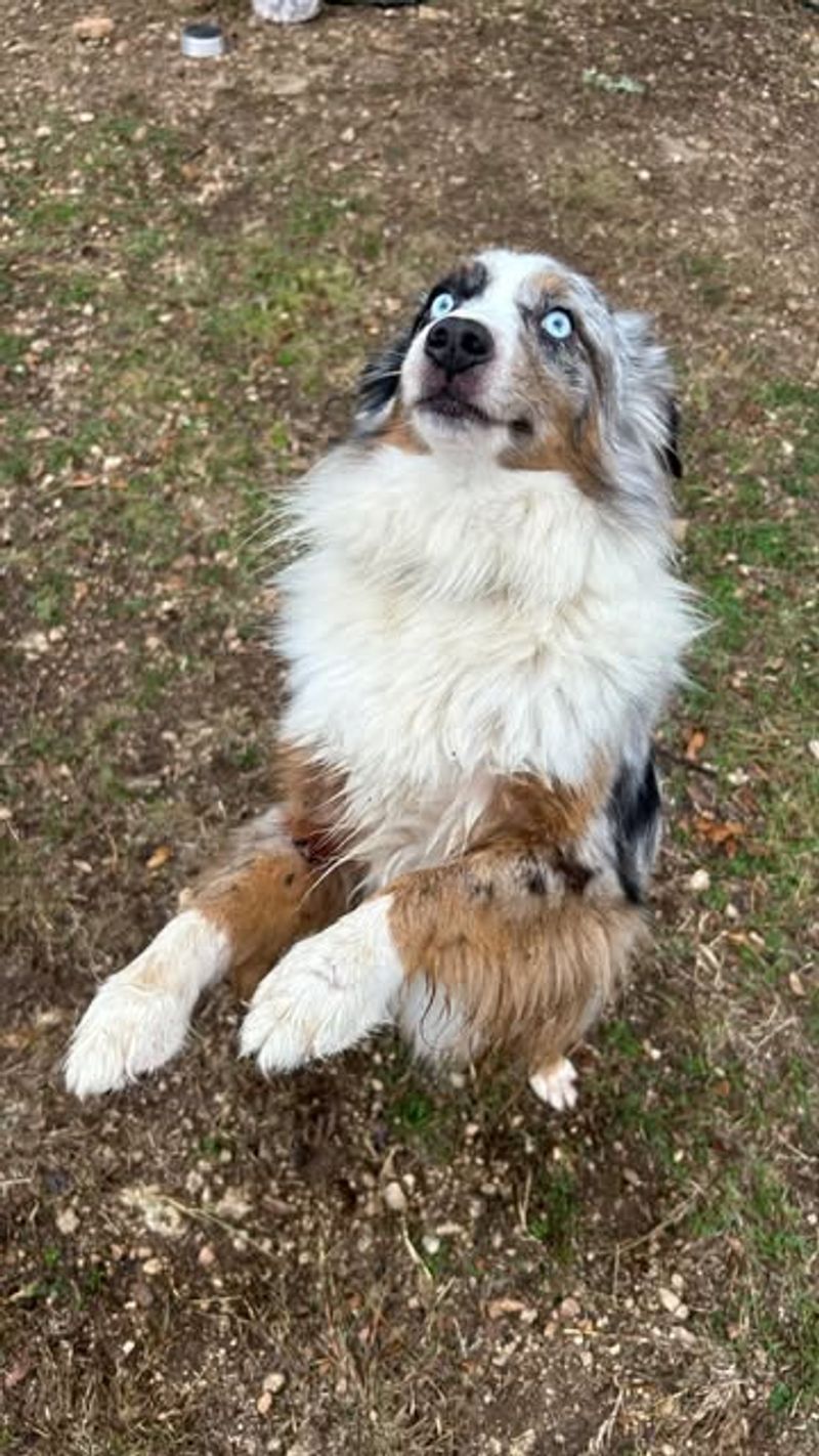 Australian Shepherd