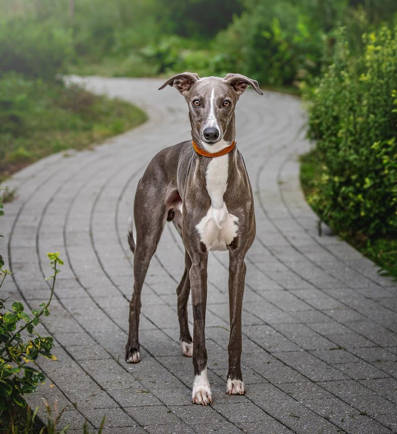 Whippet