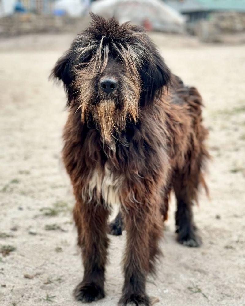 Bergamasco Shepherd