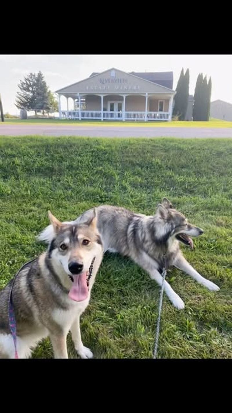 Northern Inuit Dog