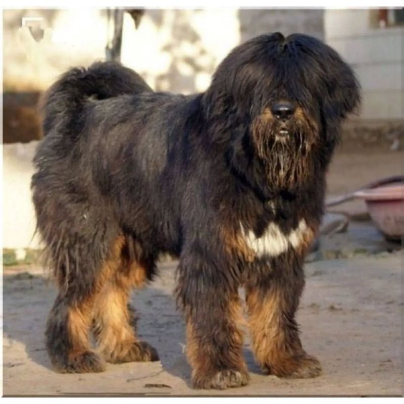 Tibetan KyiApso