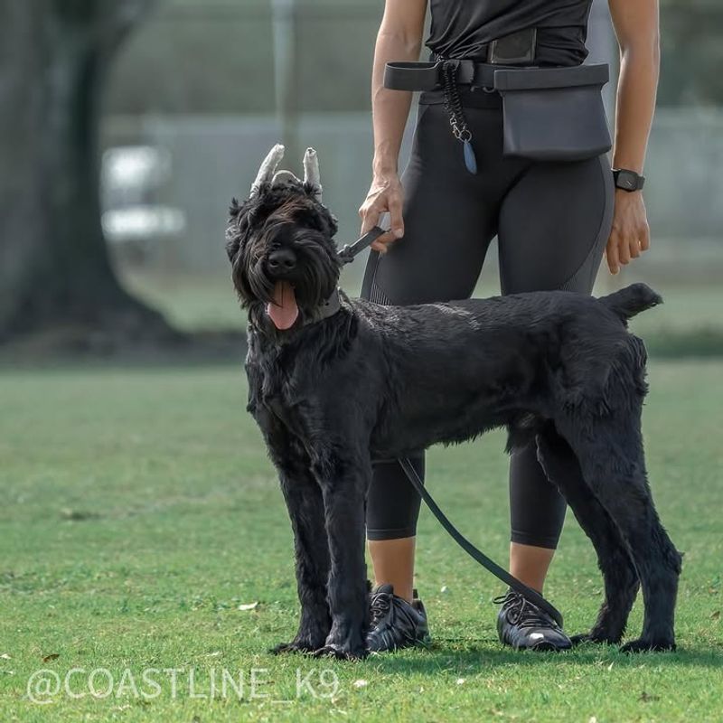 Giant Schnauzer