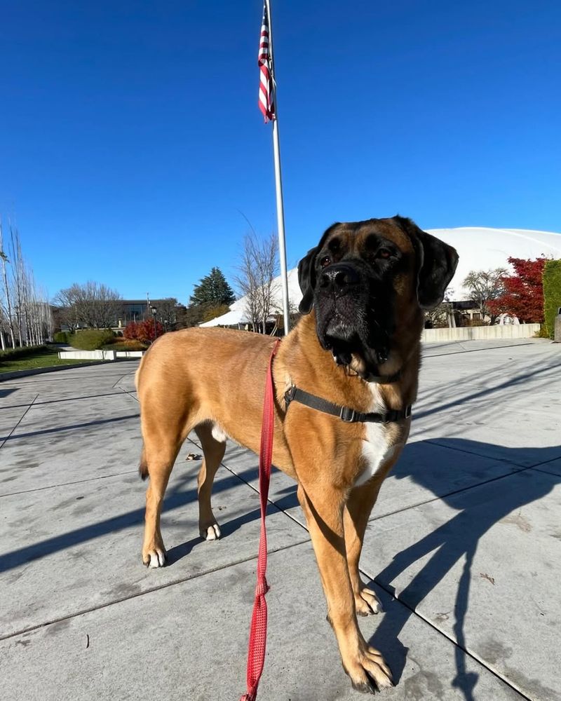 Alpine Mastiff