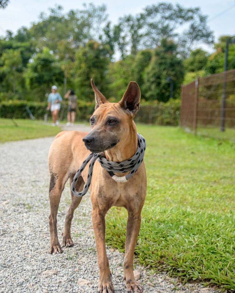 Thai Ridgeback