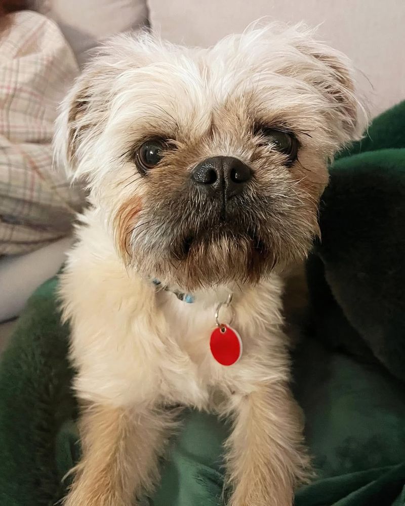 Brussels Griffon