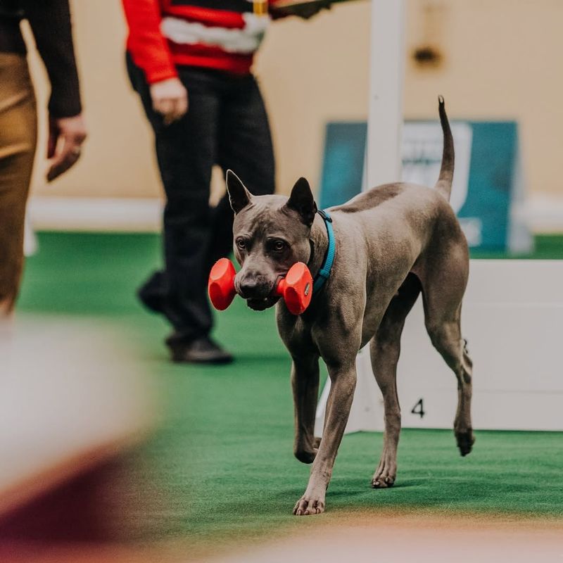 Thai Ridgeback