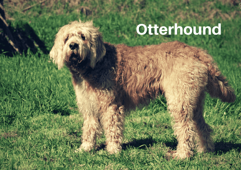 Otterhound