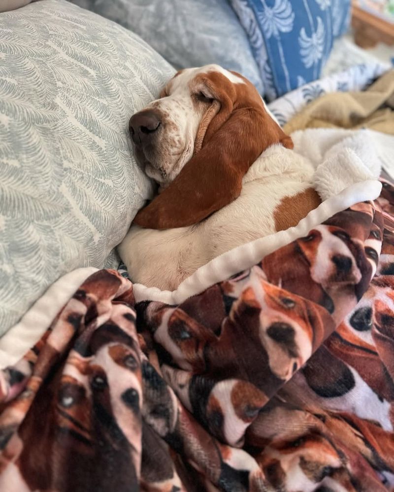 Basset Hound