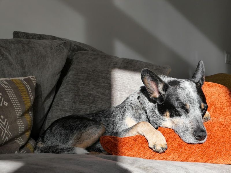 The Blue Heeler's Quirky Sleeping Positions