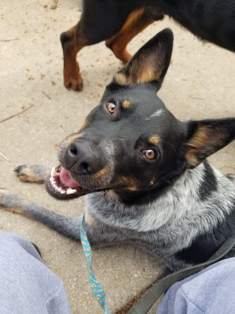 The Blue Heeler's Unusual Vocal Expressions