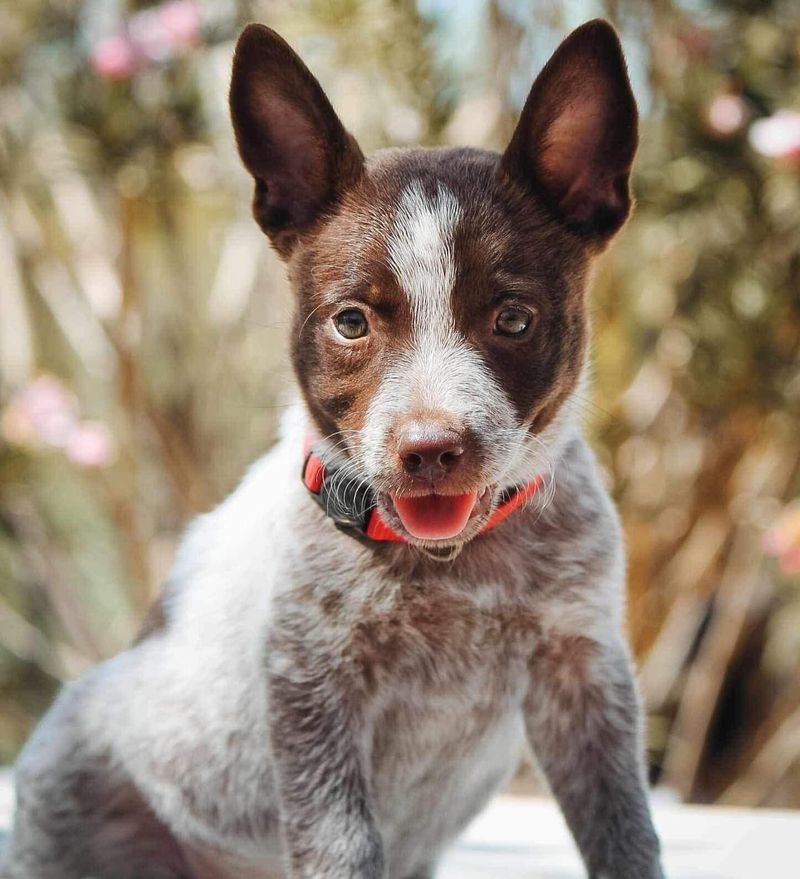 The Blue Heeler's Versatility